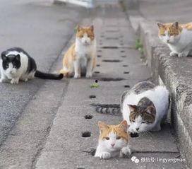 吃瓜娱乐酱流浪猫